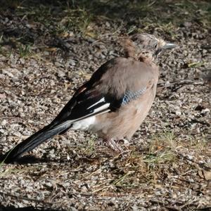 Eurasian Jay