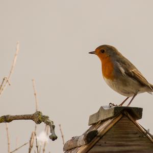 European Robin