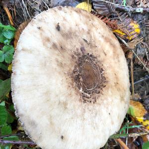 Parasol Mushroom