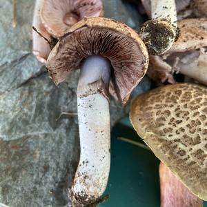 Red-staining Mushroom