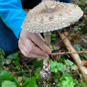 Parasol Mushroom