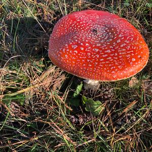 Fly Agaric