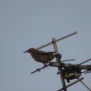 Common Starling