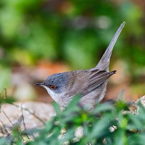 Sardinian Warbler