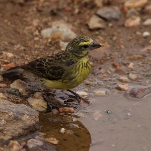 Cuckoo Finch