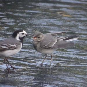 White Wagtail