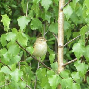 Common Chiffchaff