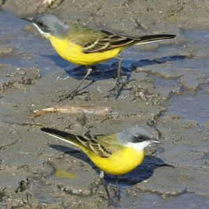 Yellow Wagtail