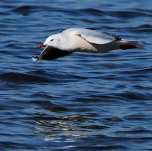 Slender-billed Gull