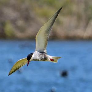 Whiskered Tern