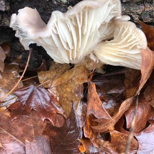 Oyster Mushroom