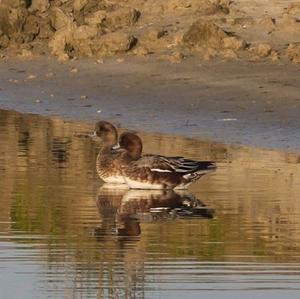 Eurasian Wigeon