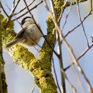 Marsh Tit