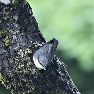 Wood Nuthatch