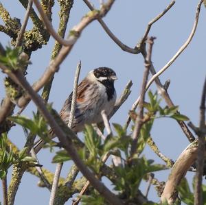 Reed Bunting