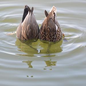 Gadwall