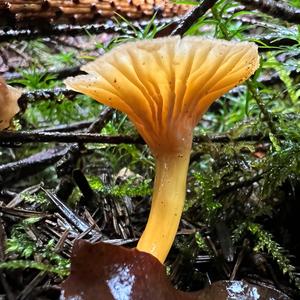 Trumpet Chanterelle