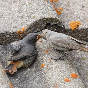 Black Redstart