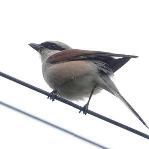 Red-backed Shrike