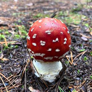 Fly Agaric