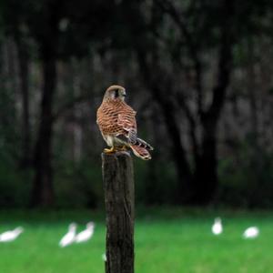 Common Kestrel