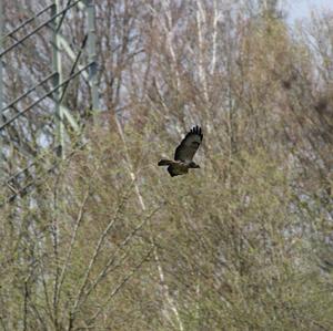 Mäusebussard