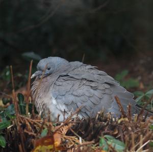 Common Wood-pigeon