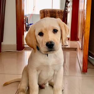 Retriever (Labrador)