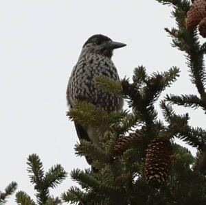 Spotted Nutcracker