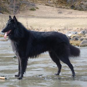 Belgian Shepherd Dog