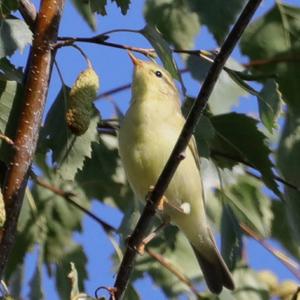 Berglaubsänger