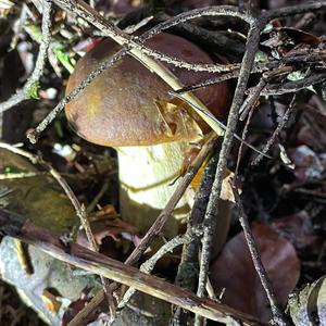 Summer Bolete