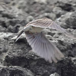 Eurasian Skylark