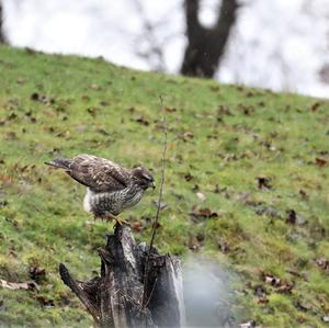 Common Buzzard