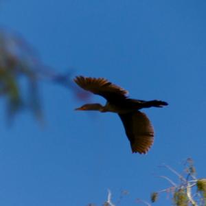 Double-crested Cormorant