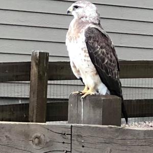 Mississippi Kite