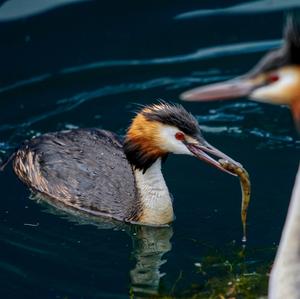 Great Crested Grebe