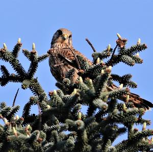 Common Kestrel