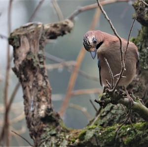 Eurasian Jay