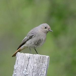 Black Redstart