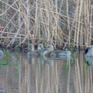 Greylag Goose