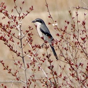 Great Grey Shrike