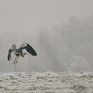 Grey Heron