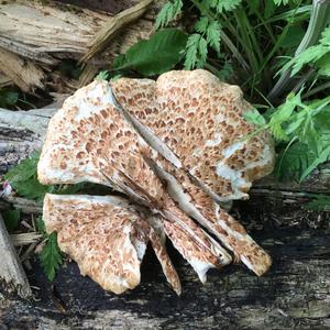 Dryad`s Saddle