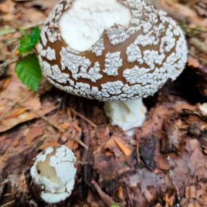 Stout-stalked Amanita