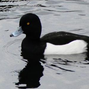 Tufted Duck