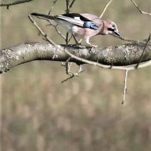 Eurasian Jay