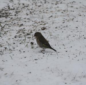 European Greenfinch