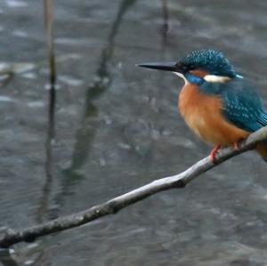 Eisvogel