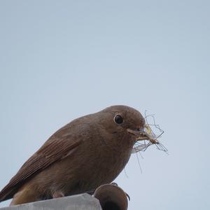 Black Redstart